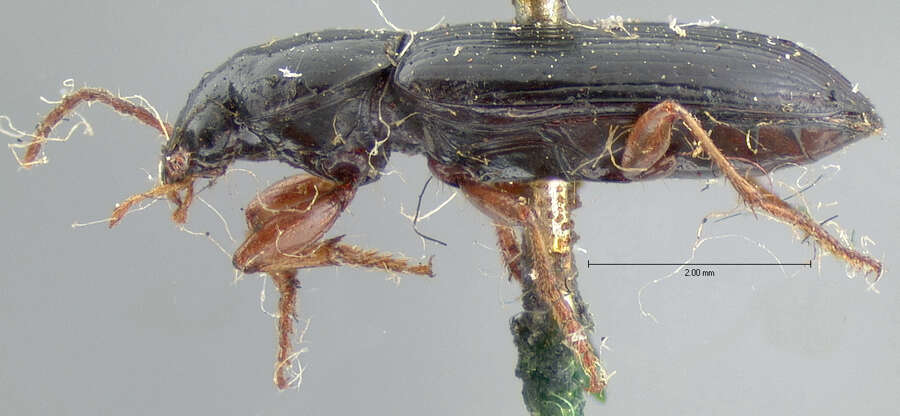 Image of Selenophorus (Selenophorus) elongatus (Le Conte 1847)