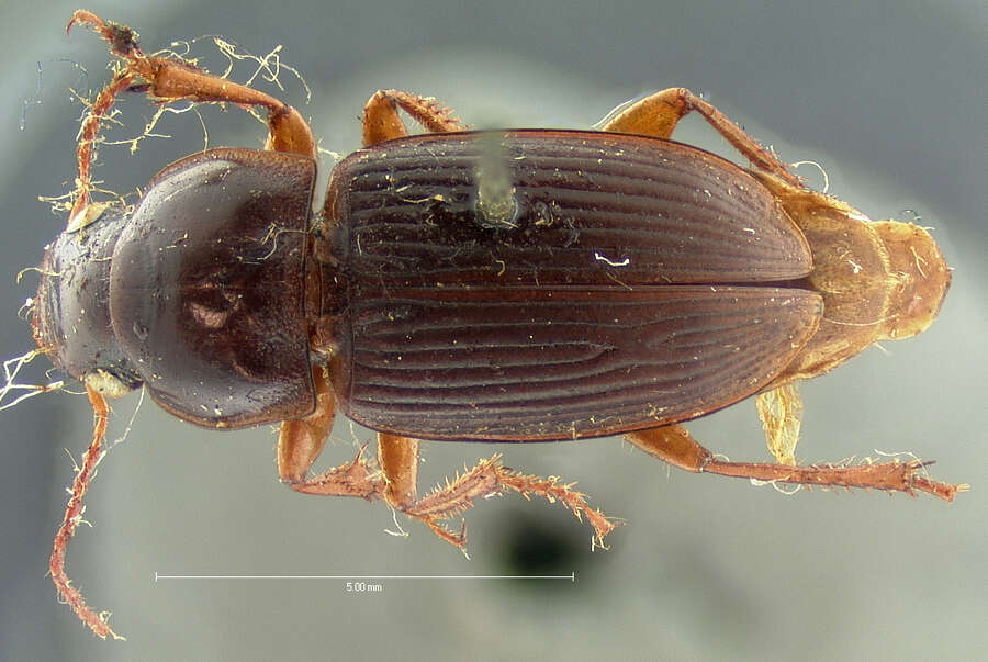 Image of Harpalus (Pseudoophonus) faunus Say 1823