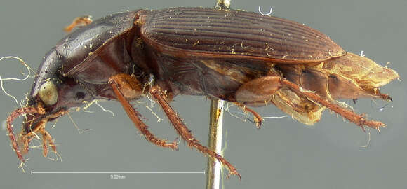 Image of Harpalus (Pseudoophonus) faunus Say 1823