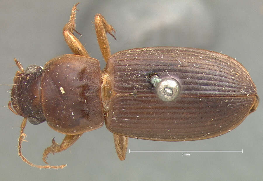 Image of Harpalus (Pseudoophonus) vagans Le Conte 1865