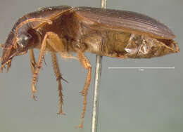 Image of Harpalus (Pseudoophonus) vagans Le Conte 1865