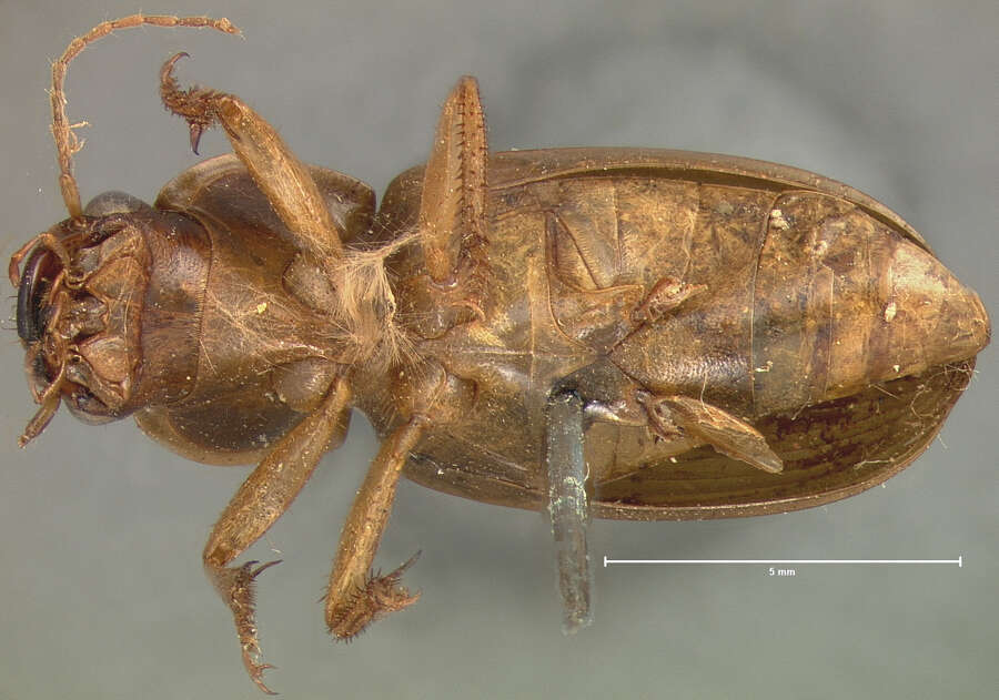 Image of Harpalus (Pseudoophonus) vagans Le Conte 1865