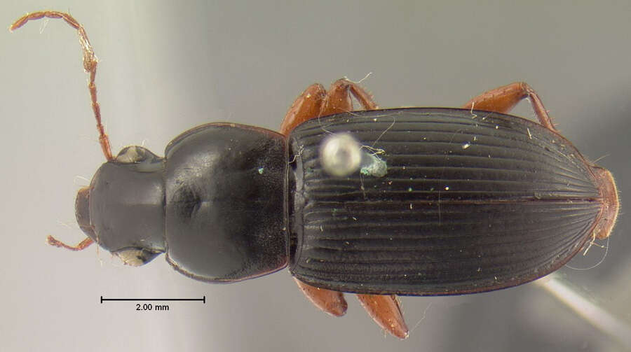 Image of Harpalus (Pseudoophonus) vagans Le Conte 1865