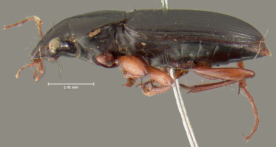 Image of Harpalus (Pseudoophonus) vagans Le Conte 1865