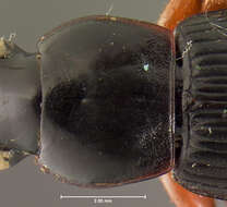 Image of Harpalus (Pseudoophonus) vagans Le Conte 1865