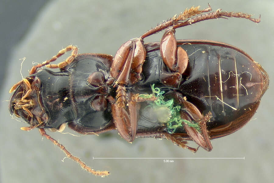 Sivun Harpalus (Harpalus) megacephalus Le Conte 1847 kuva