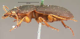 Image of Harpalus (Harpalus) ventralis Le Conte 1847