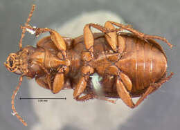 Image of Harpalus (Harpalus) ventralis Le Conte 1847