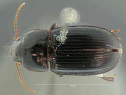 Image of Harpalus (Harpalus) ellipsis Le Conte 1847