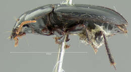 Image of Harpalus (Harpalus) ellipsis Le Conte 1847