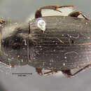 Imagem de Harpalus (Harpalus) animosus Casey 1924