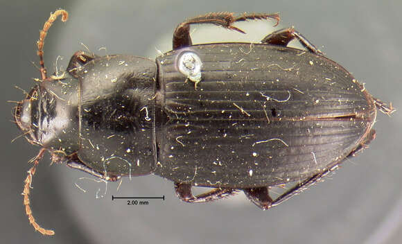 Image of Harpalus (Harpalus) animosus Casey 1924