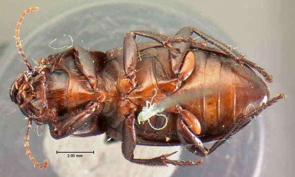 Image of Harpalus (Harpalus) animosus Casey 1924