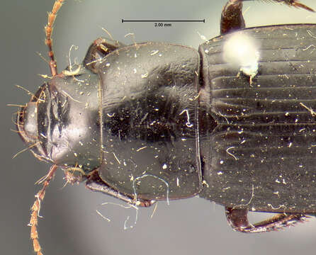 Imagem de Harpalus (Harpalus) animosus Casey 1924