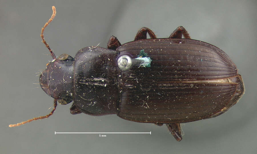 Image de Harpalus (Harpalus) lewisii Le Conte 1865