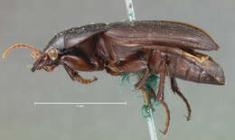 Image de Harpalus (Harpalus) lewisii Le Conte 1865