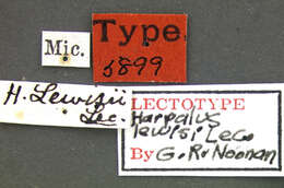 Image de Harpalus (Harpalus) lewisii Le Conte 1865