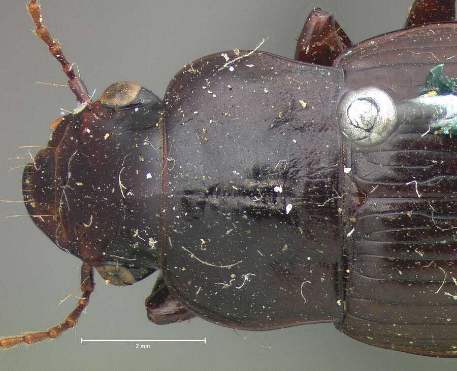 Image de Harpalus (Harpalus) lewisii Le Conte 1865