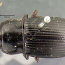 Image of Harpalus (Harpalus) laticeps Le Conte 1850