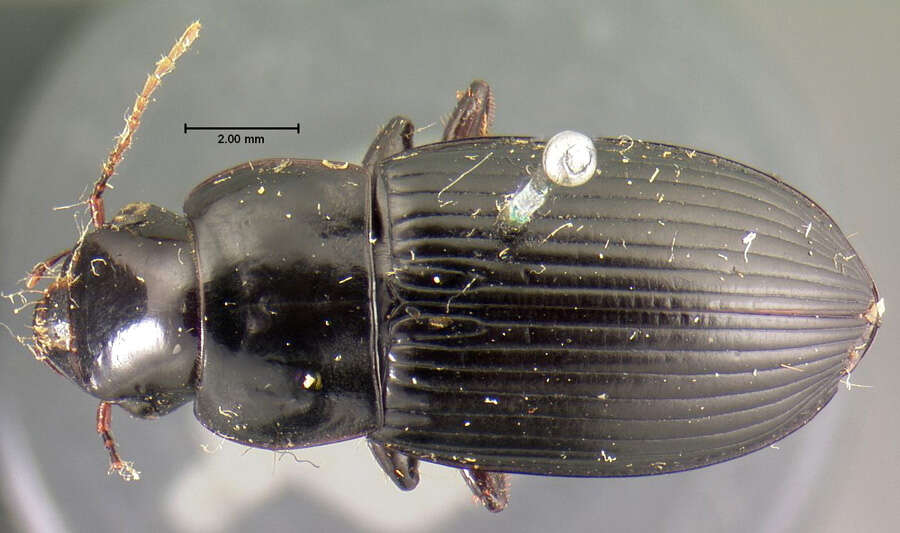 Image of Harpalus (Harpalus) laticeps Le Conte 1850
