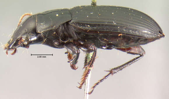 Image of Harpalus (Harpalus) laticeps Le Conte 1850