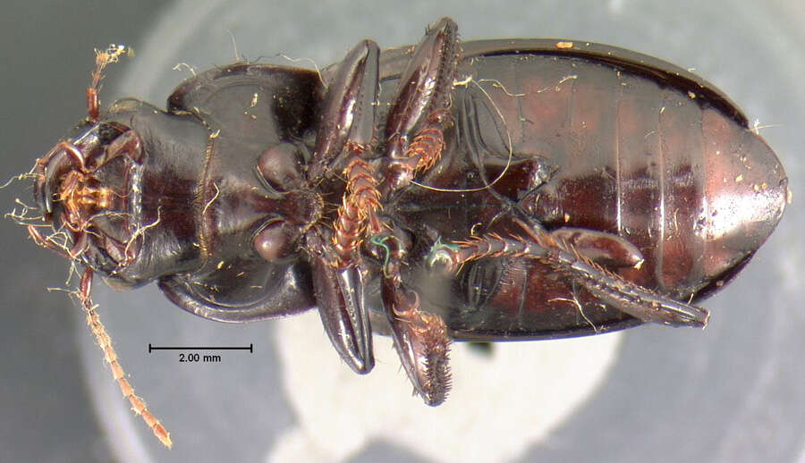 Image of Harpalus (Harpalus) laticeps Le Conte 1850