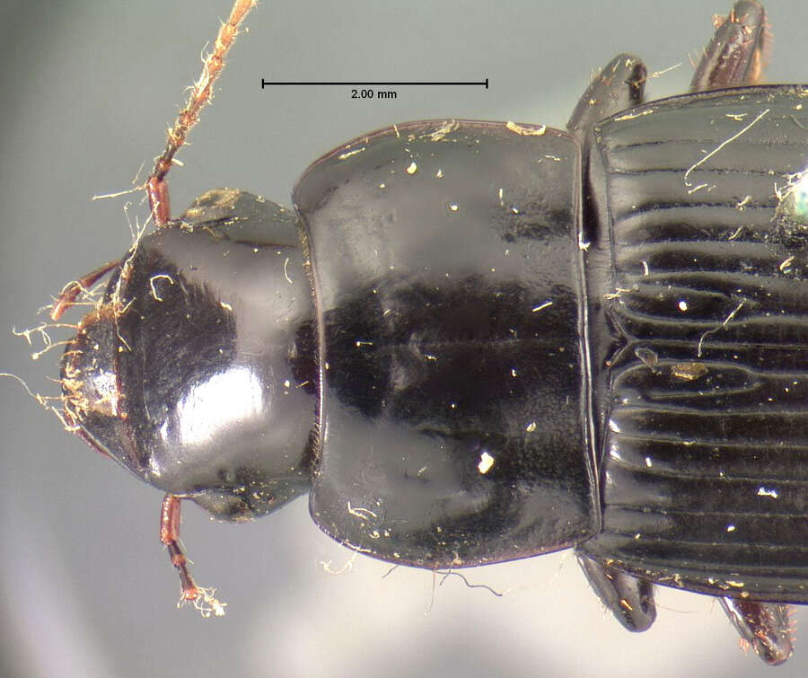 Image of Harpalus (Harpalus) laticeps Le Conte 1850