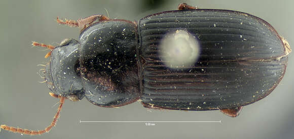 Image of Harpalus (Harpalus) nigritarsis C. R. Sahlberg 1827