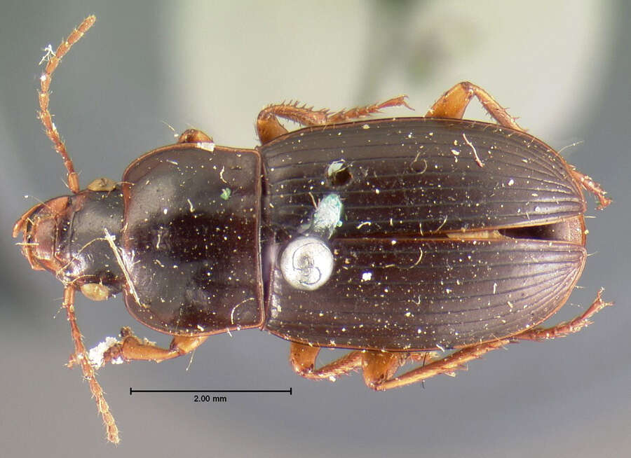 Image of Harpalus (Harpalus) ventralis Le Conte 1847