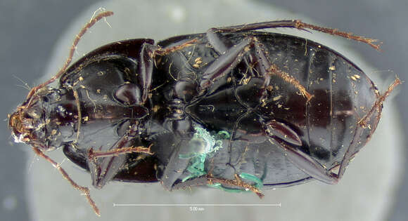 Plancia ëd Stenocrepis (Stenous) mexicana (Chevrolat 1835)