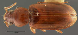Image of Bradycellus (Stenocellus) nubifer Le Conte 1858