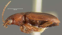 Image of Bradycellus (Stenocellus) nubifer Le Conte 1858
