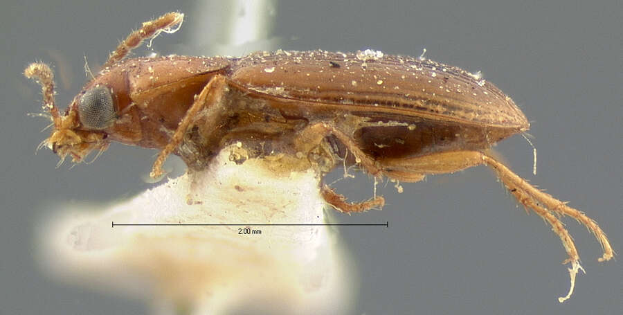 Bradycellus (Stenocellus) rivalis Le Conte 1858 resmi