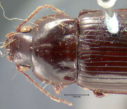 Image of Amara (Bradytus) latior (Kirby 1837)