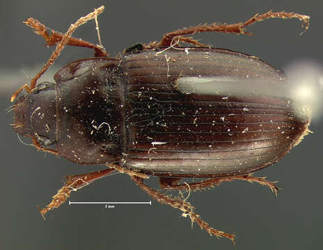 Amara (Paracelia) quenseli quenseli (Schönherr 1806) resmi