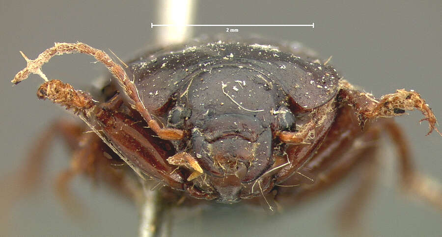 Amara (Paracelia) quenseli quenseli (Schönherr 1806) resmi