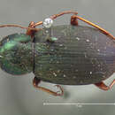 Chlaenius (Chlaeniellus) floridanus G. Horn 1876 resmi