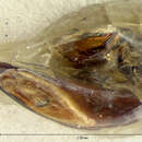Image of Harpalus (Pseudoophonus) alienus Bates 1878