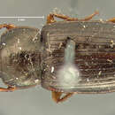 Selenophorus (Selenophorus) laesus (Le Conte 1858)的圖片