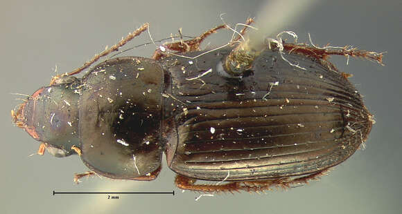 Image of Selenophorus (Selenophorus) pedicularius Dejean 1829