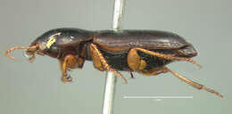 Imagem de Selenophorus (Selenophorus) planipennis Le Conte 1847