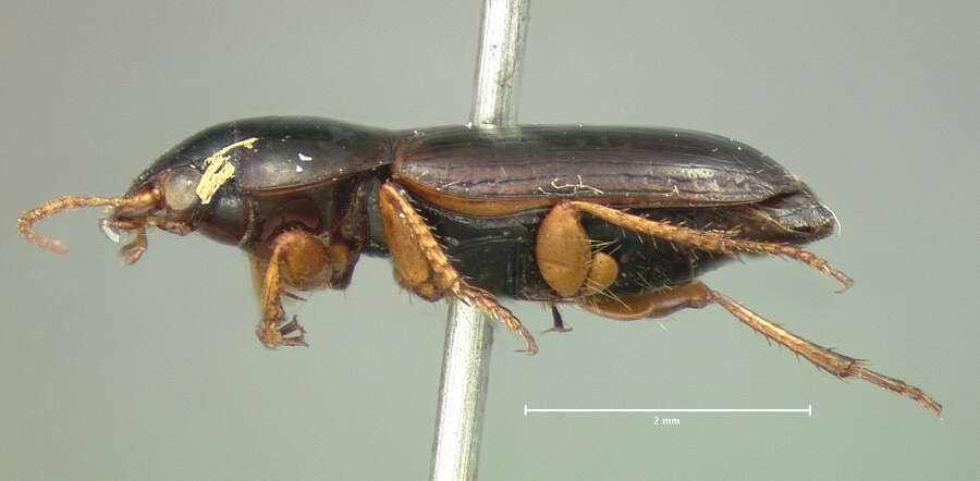 Image of Selenophorus (Selenophorus) planipennis Le Conte 1847