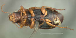 Image of Selenophorus (Selenophorus) planipennis Le Conte 1847