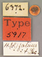 Image of Selenophorus (Selenophorus) fatuus (Le Conte 1863)