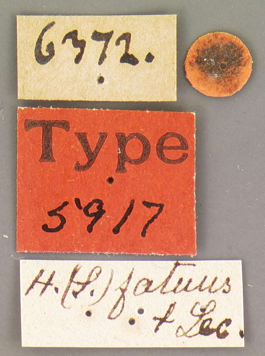 Image of Selenophorus (Selenophorus) fatuus (Le Conte 1863)
