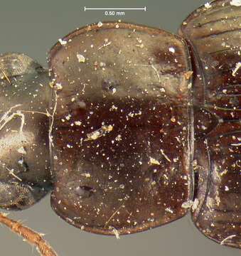 Image of Selenophorus (Selenophorus) fatuus (Le Conte 1863)