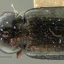 Selenophorus (Selenophorus) parumpunctatus Dejean 1829 resmi