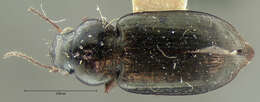 Image of Selenophorus (Selenophorus) parumpunctatus Dejean 1829