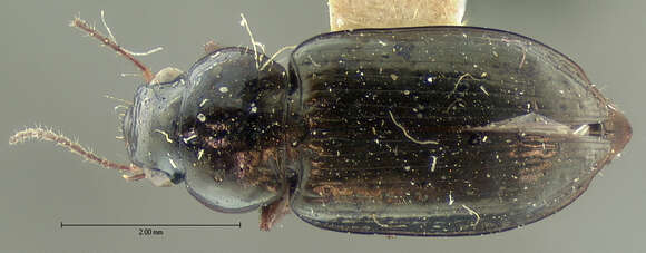 Image of Selenophorus (Selenophorus) parumpunctatus Dejean 1829