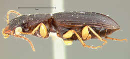 صورة Amblygnathus subtinctus (Le Conte 1867)